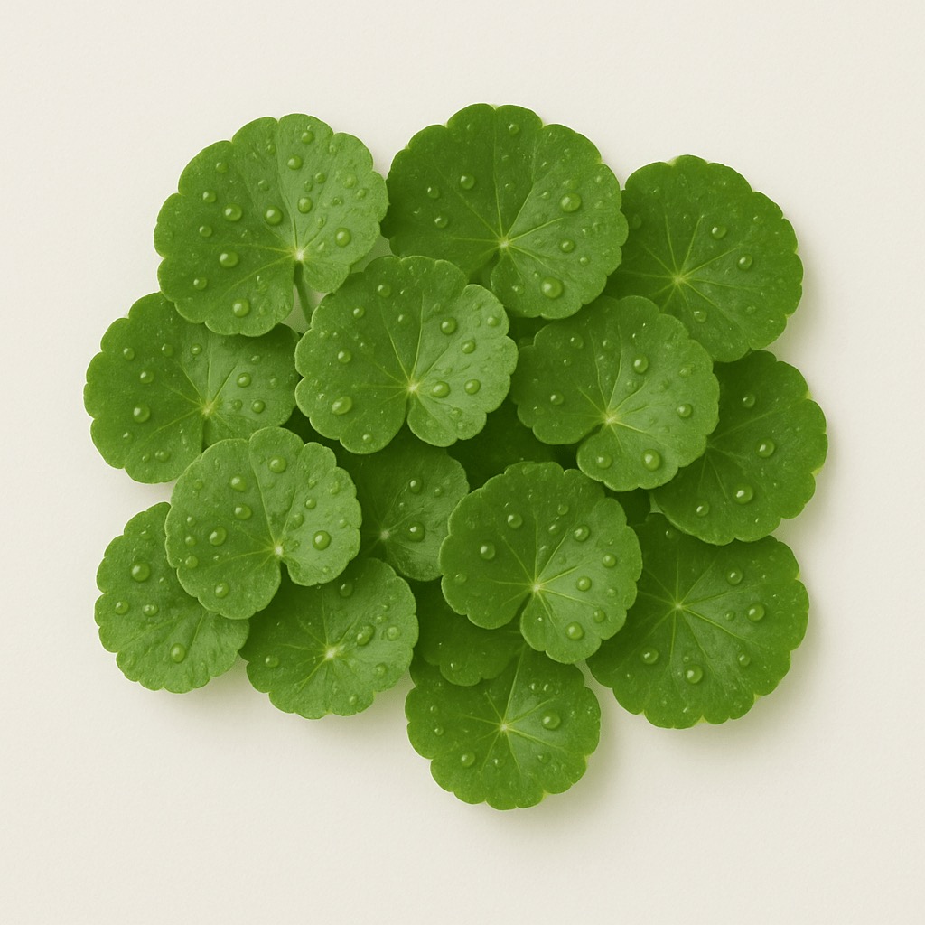 CENTELLA ASIATICA LEAF EXTRACT